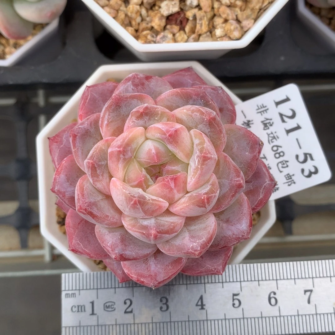 53。母本琥珀。满六八包邮。