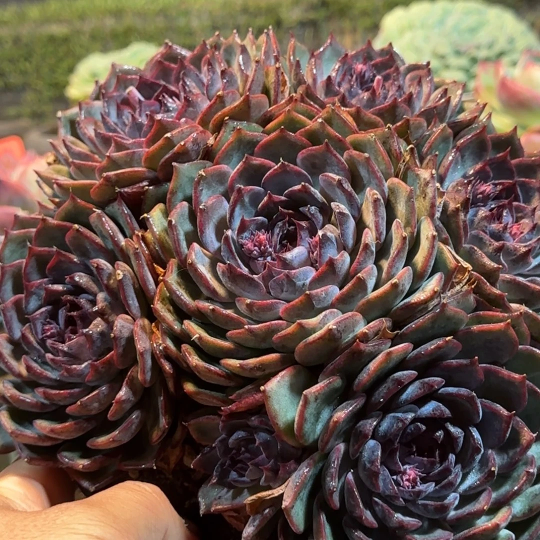 蓝色妖姬惊鸿一物一拍包装收缩花旱