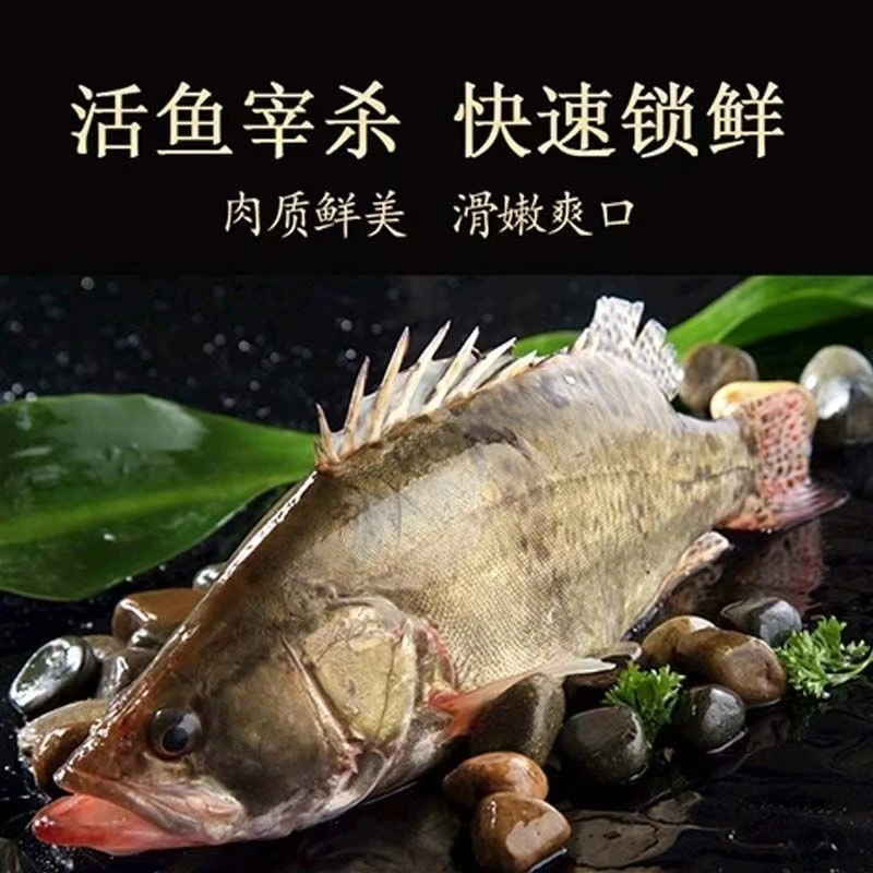 微山湖特产淡水鳜鱼桂鱼鲜美顺丰包邮两条