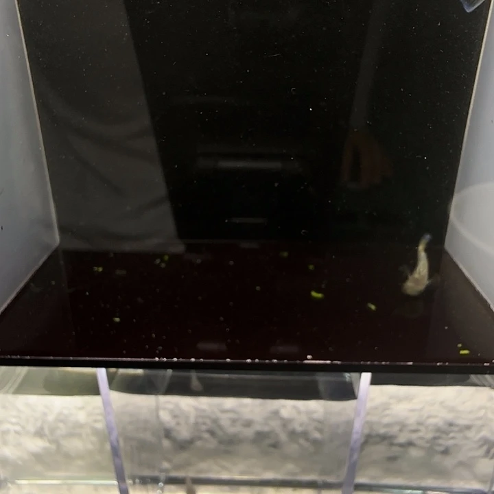 青鳉鱼006星光奶酪一对