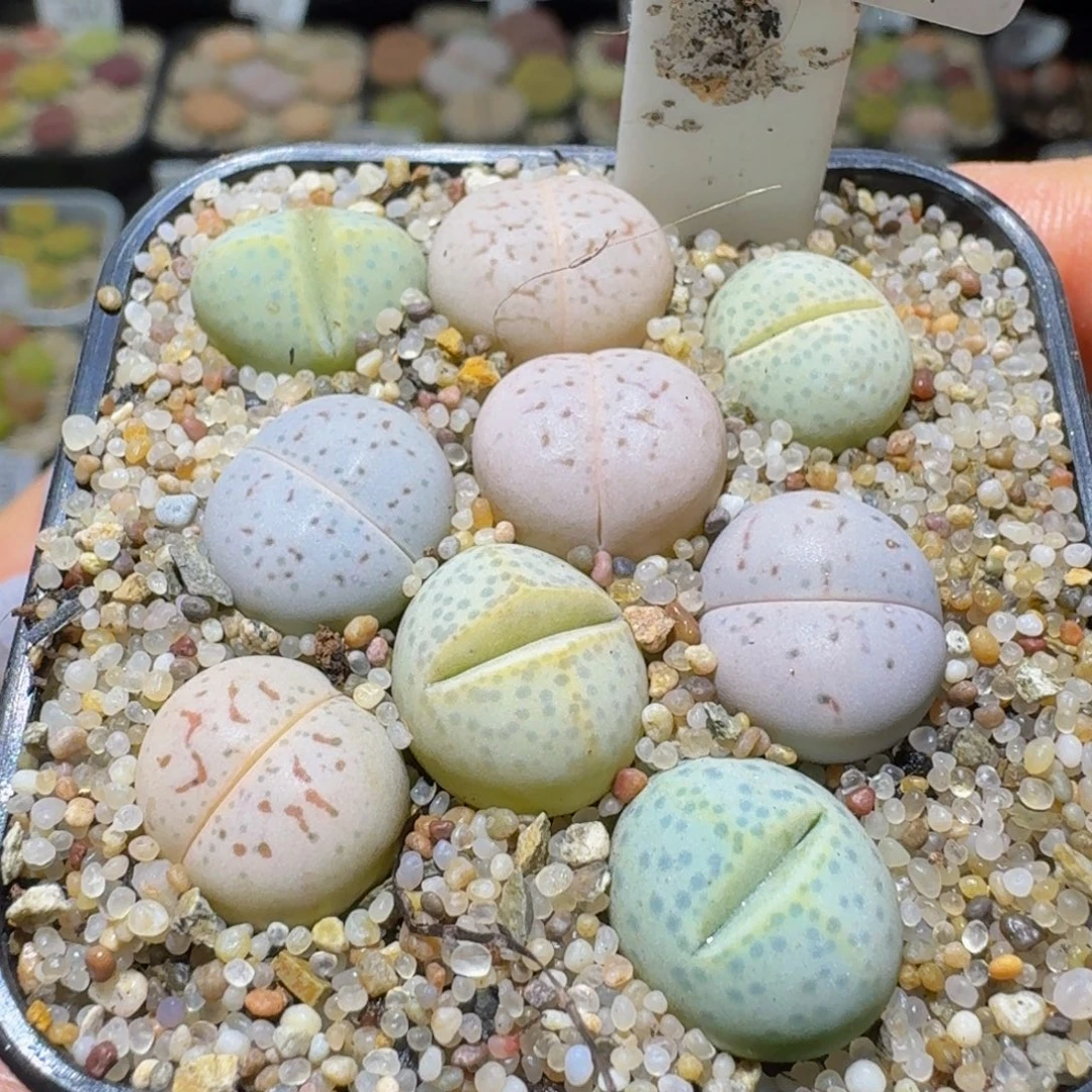 Ssss清货便宜出了773