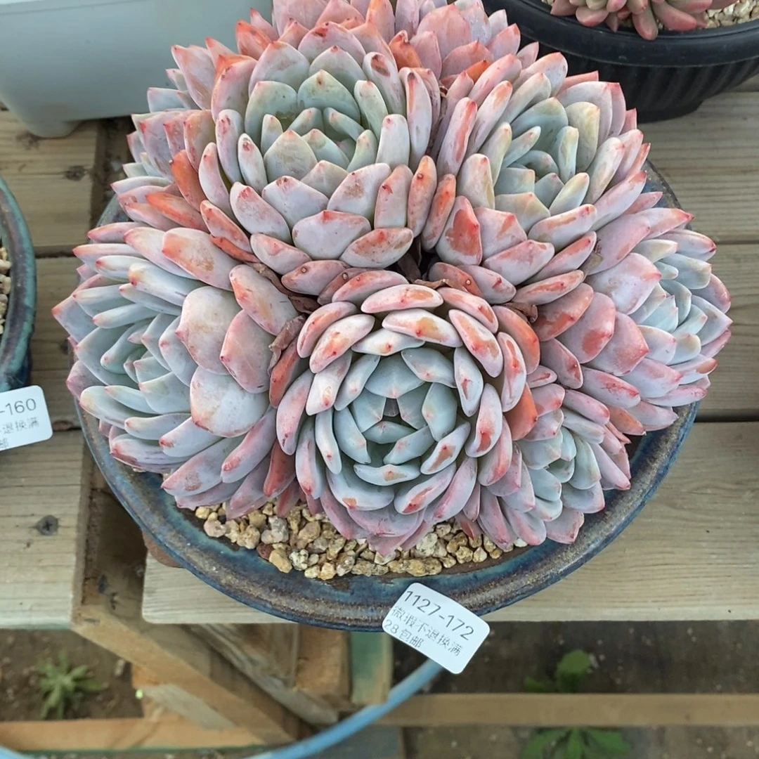 婷****172号多肉群漂亮的