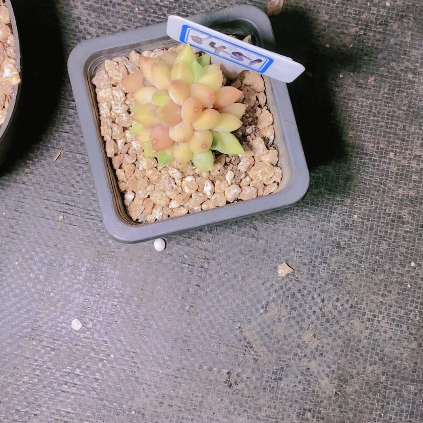 【闪购商品】T****颜0451