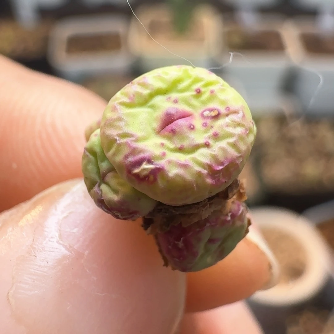 人**缘167福利出0000000000