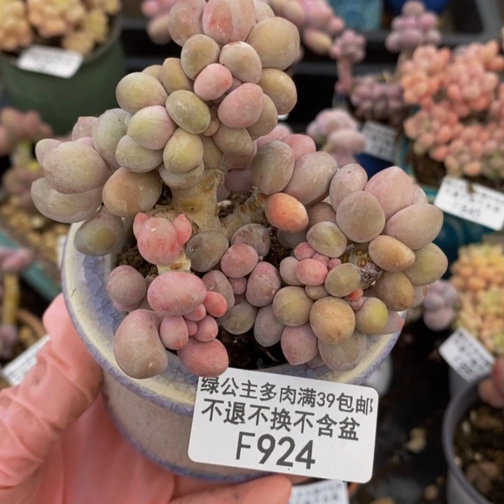 汤圆8cm924多肉植物