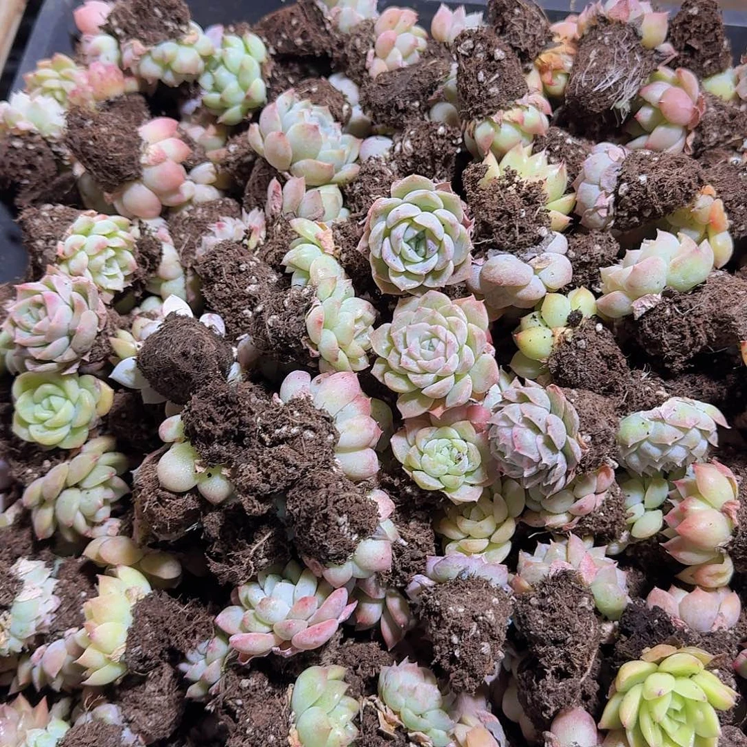 优选20颗景天福利送托盘
