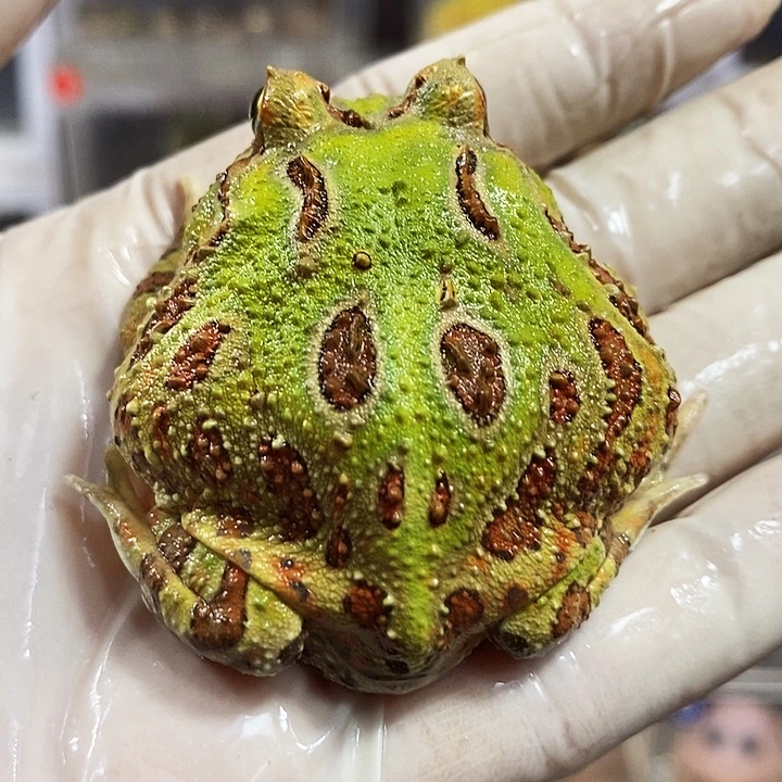 粑****角蛙820号微瑕疵双色角蛙