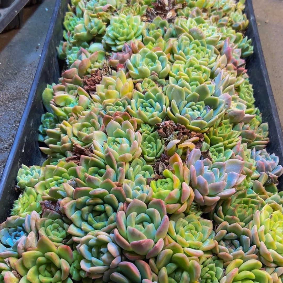 668多肉植物和植物在