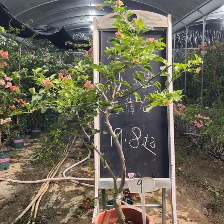 无花朵三角梅三角梅9