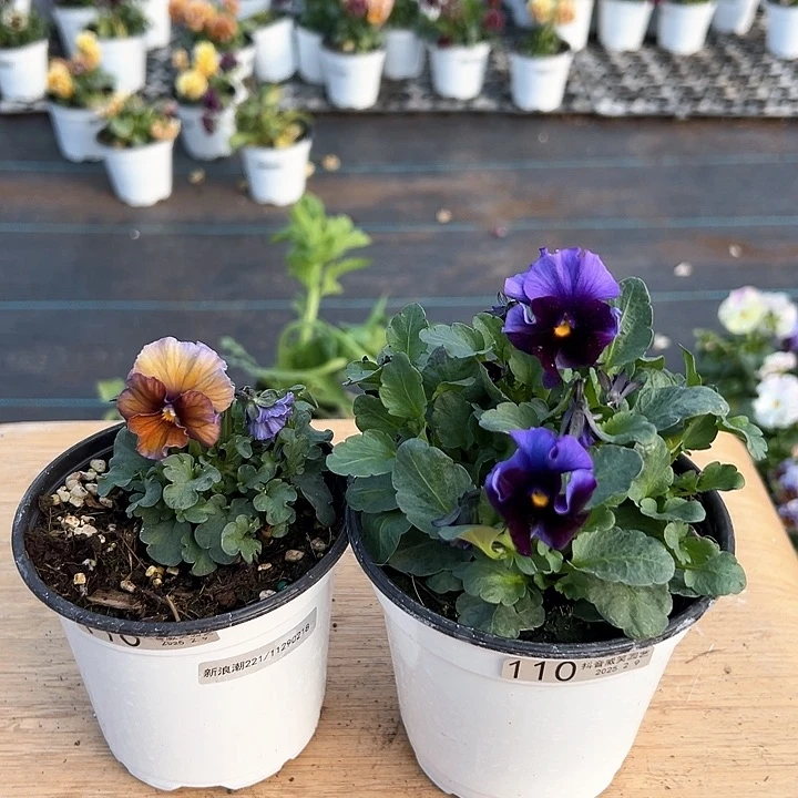 水晶抖音直播闪拍110