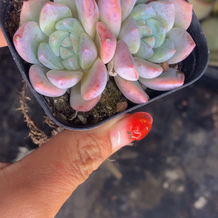 冰娃娃双头  韩版  （满9.99包邮不满9.99发叶子）