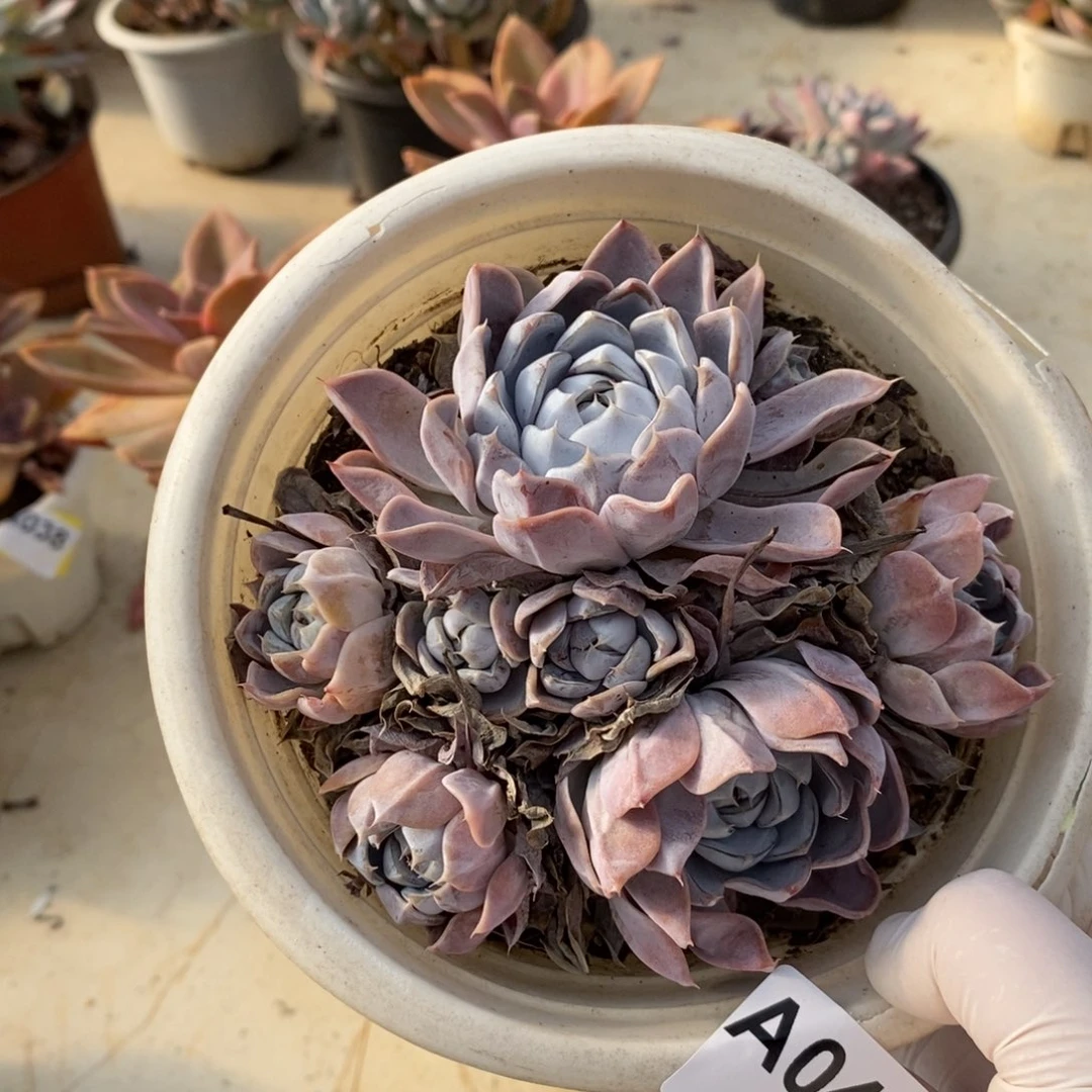 041汉堡多头一物一拍