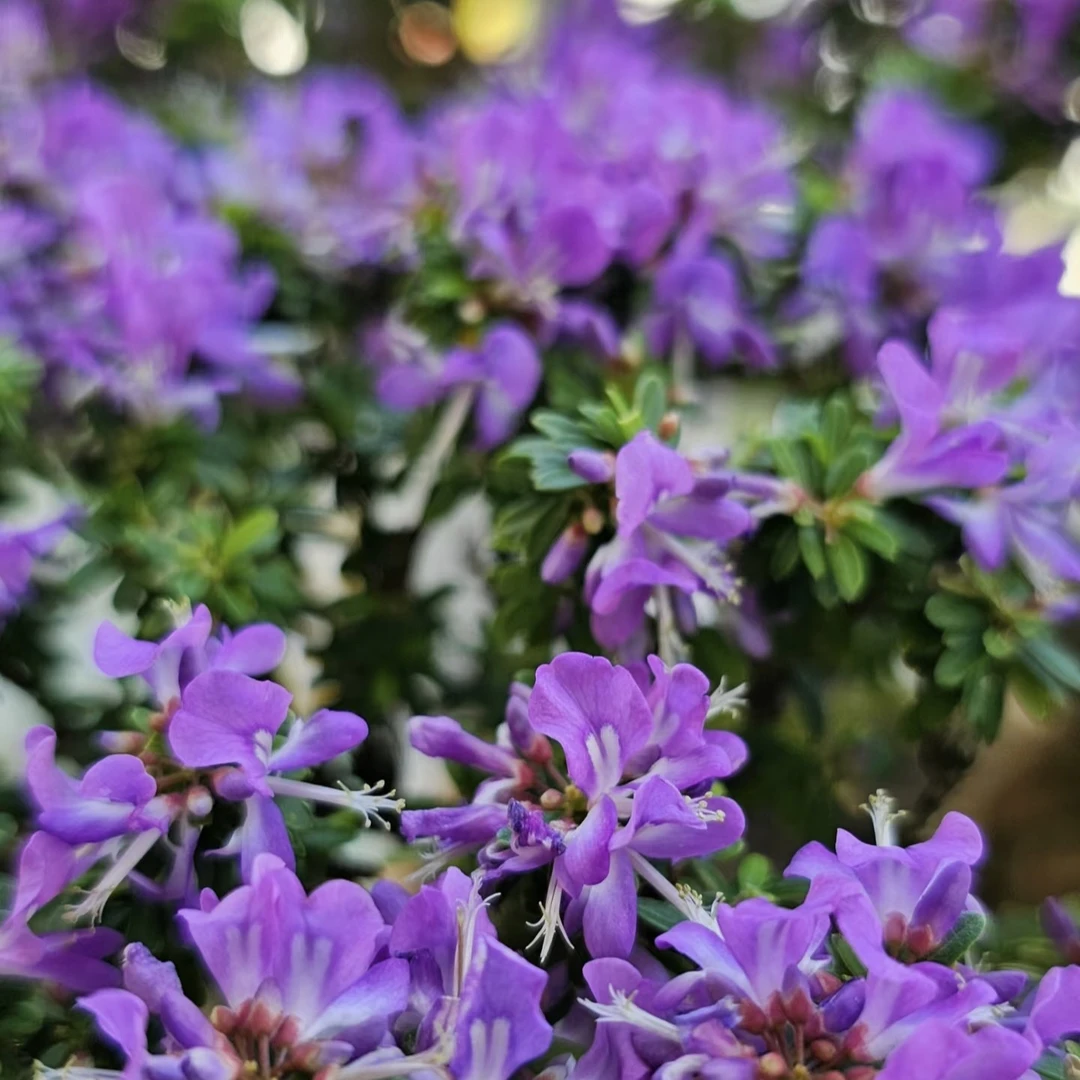 越南凌珊米叶八叶凌珊瑚