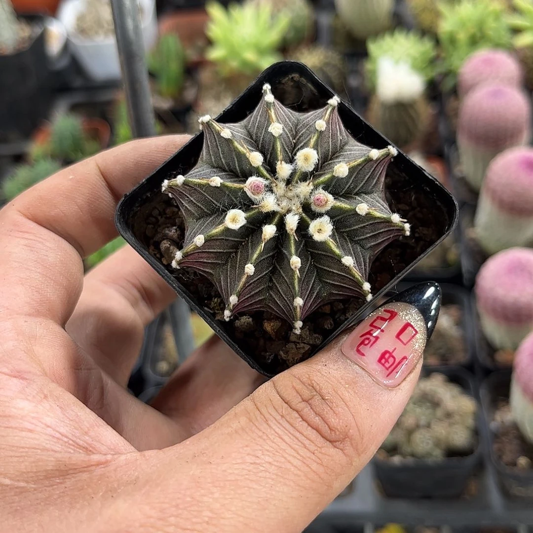 精选肋骨牡丹单头发货有根