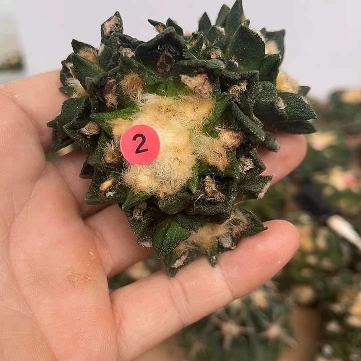 苗接落地博士群一颗
