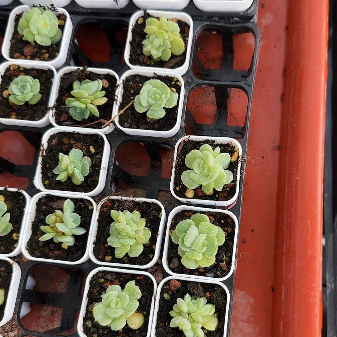 柚缇母本2号床一个满25包邮