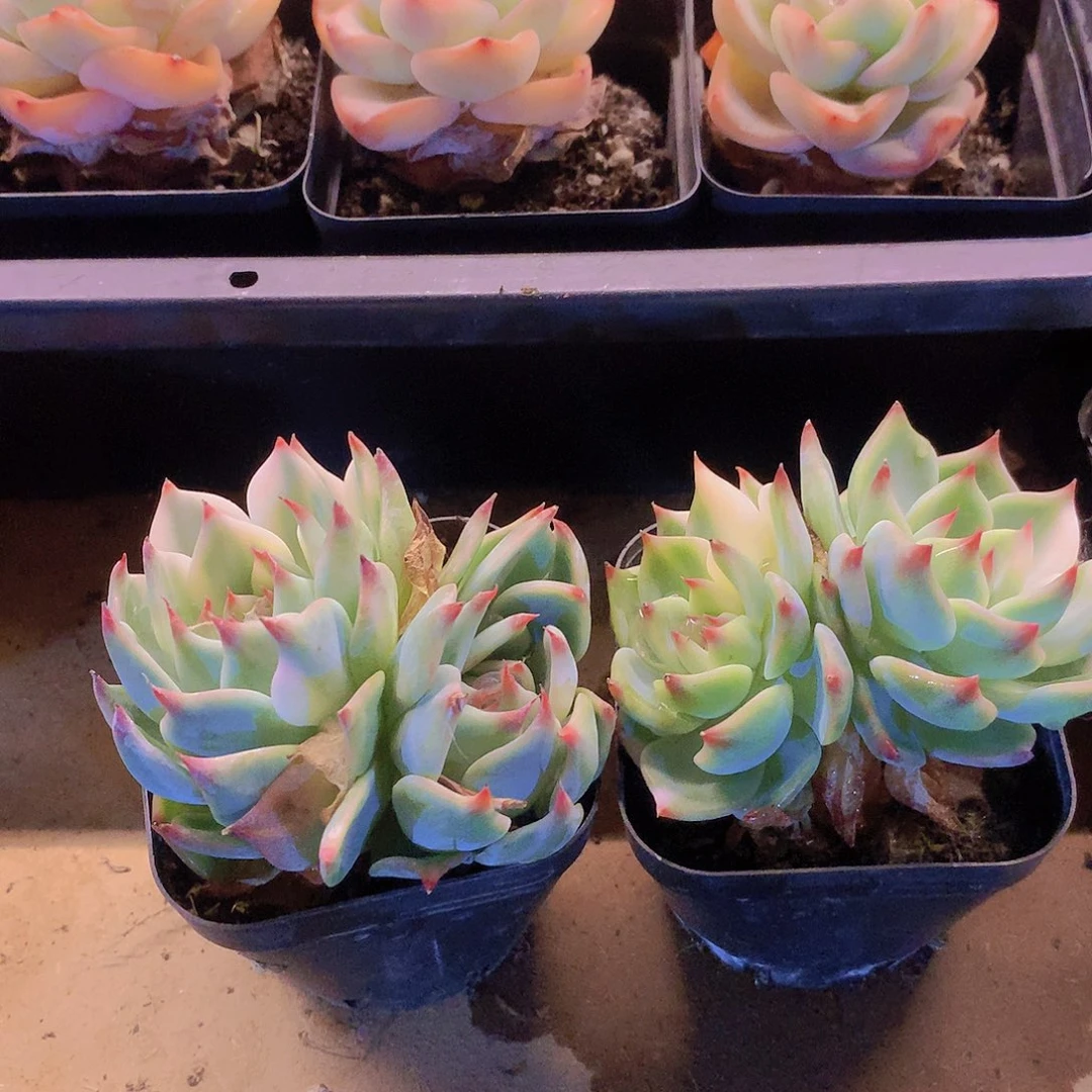 双头吉娃娃少锦2盆6464677444444