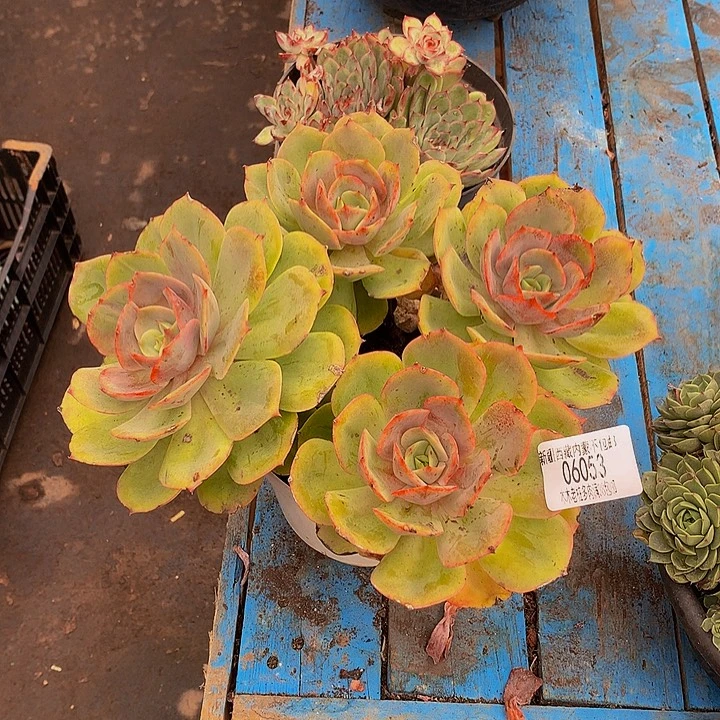 胡***麦   白雪公主多肉率06053