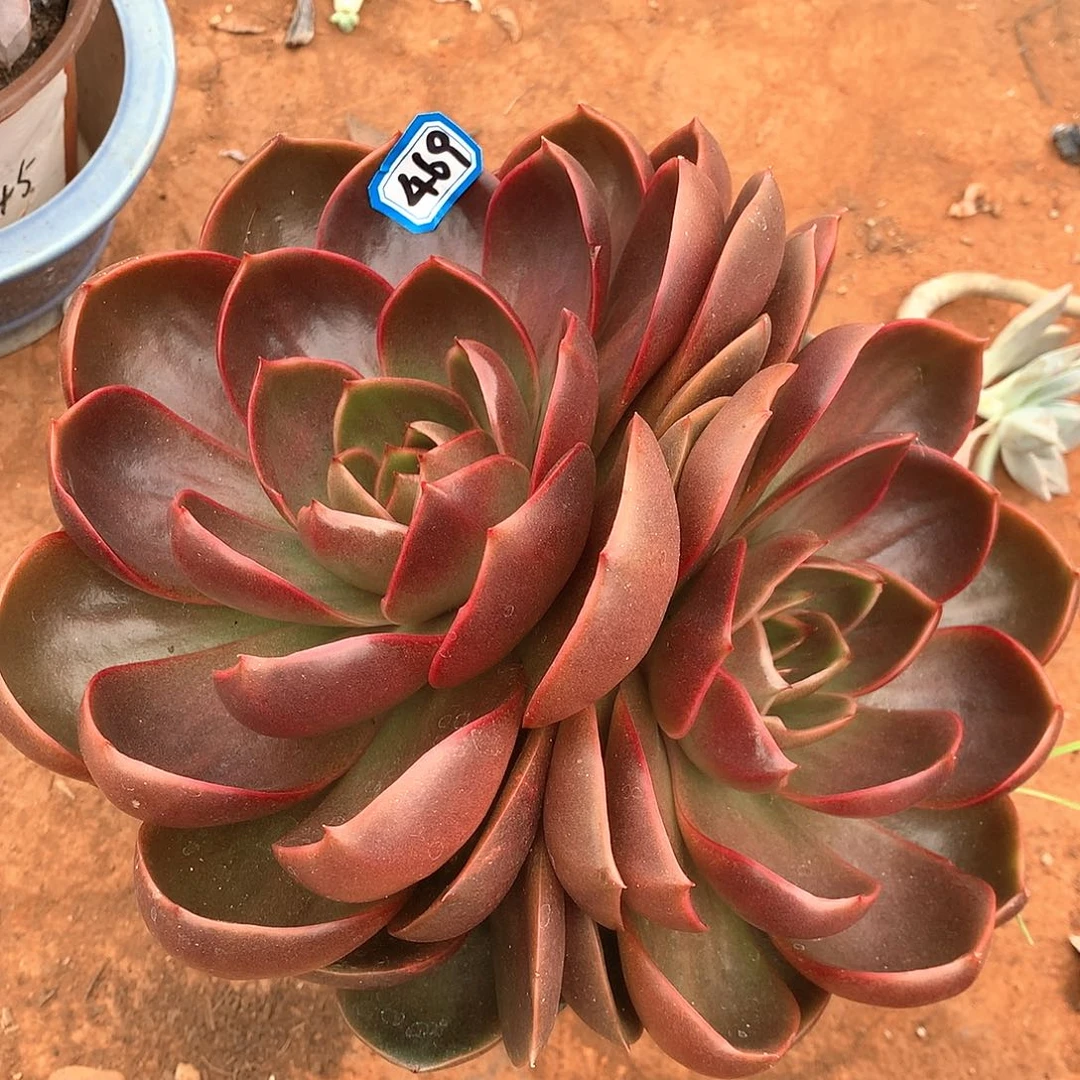 469红灯 一物一拍多肉