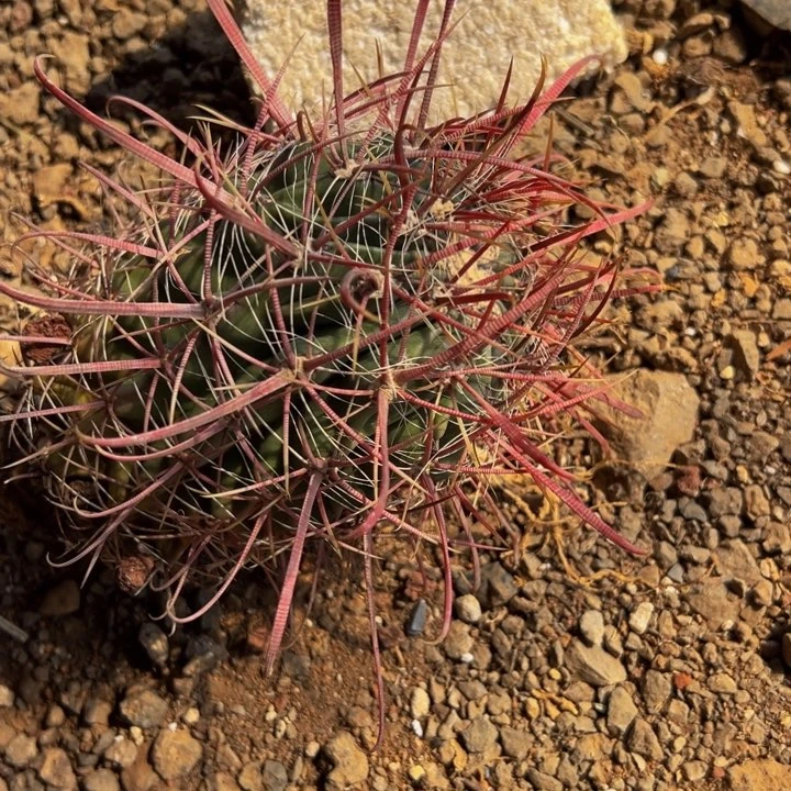 F**D精品狂刺炫风玉根部问题