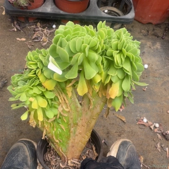 18厘米绿羊绒缀152