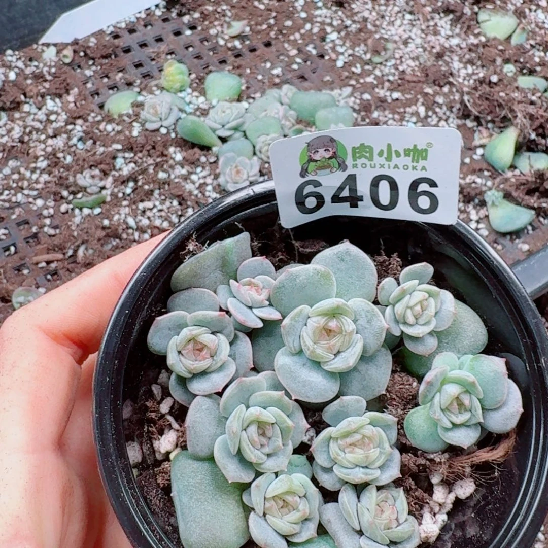 小***游多肉植物多肉植物