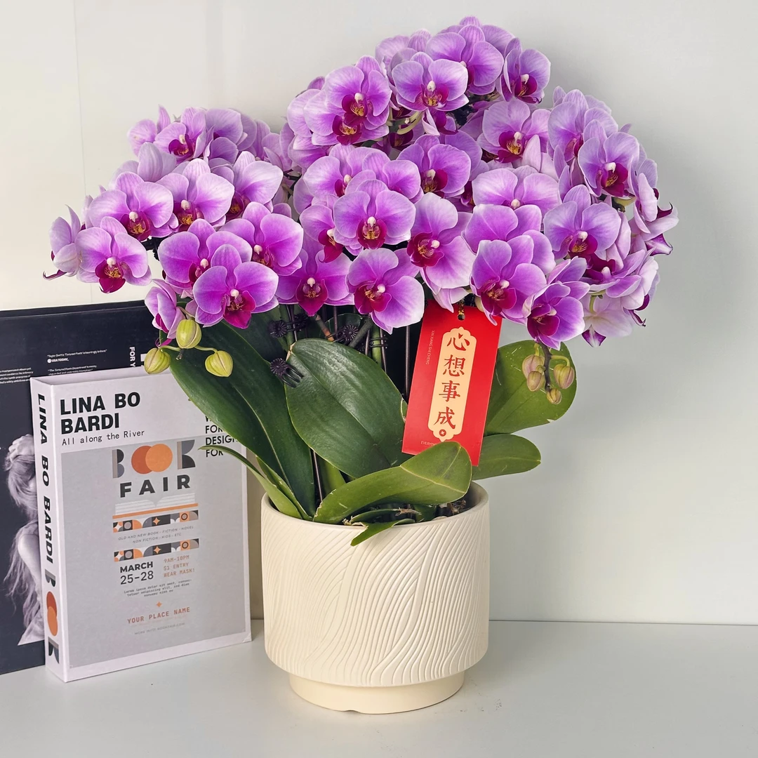 精品蝴蝶兰【宝贝】选美大赛第二名花花鲜盆栽耐养适合室内观赏 5