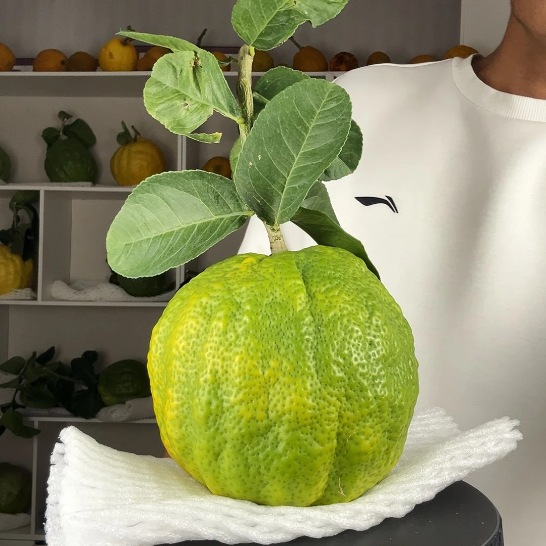 宝***奶香水柠檬云南高山大香橼