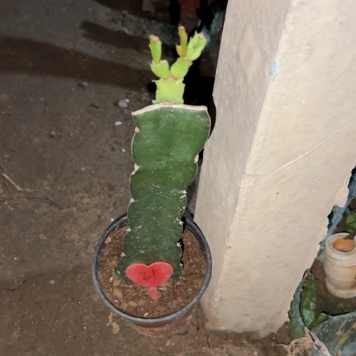 2***1当前无花栽培后可以开花黄羽毛21