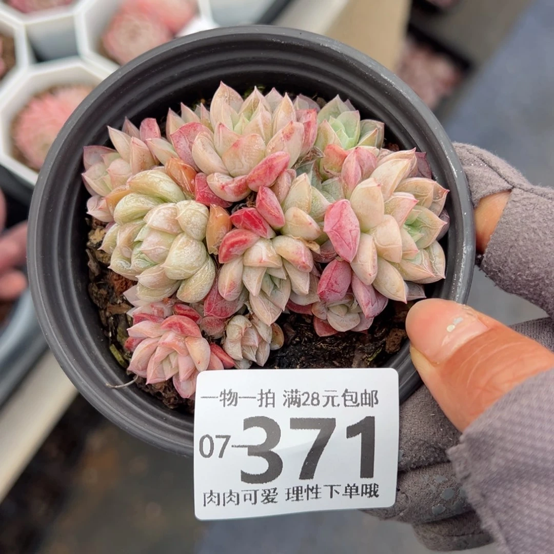 艾莎多肉多肉多肉多肉