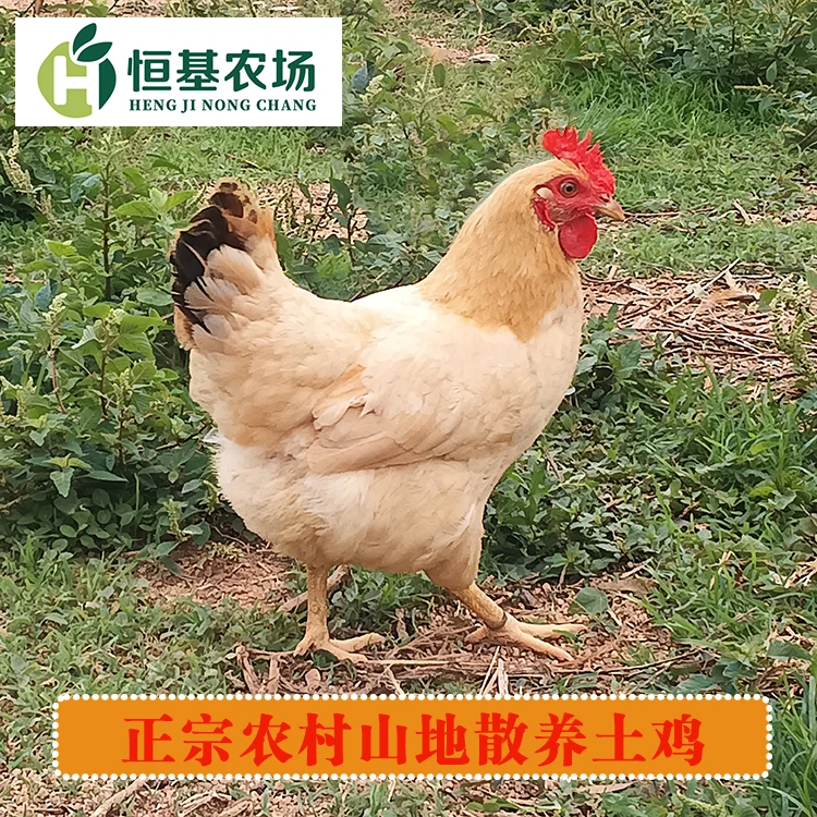 恒基农场 200天生态散养走地鸡土鸡母鸡鸡项月子鸡新鲜现宰现发