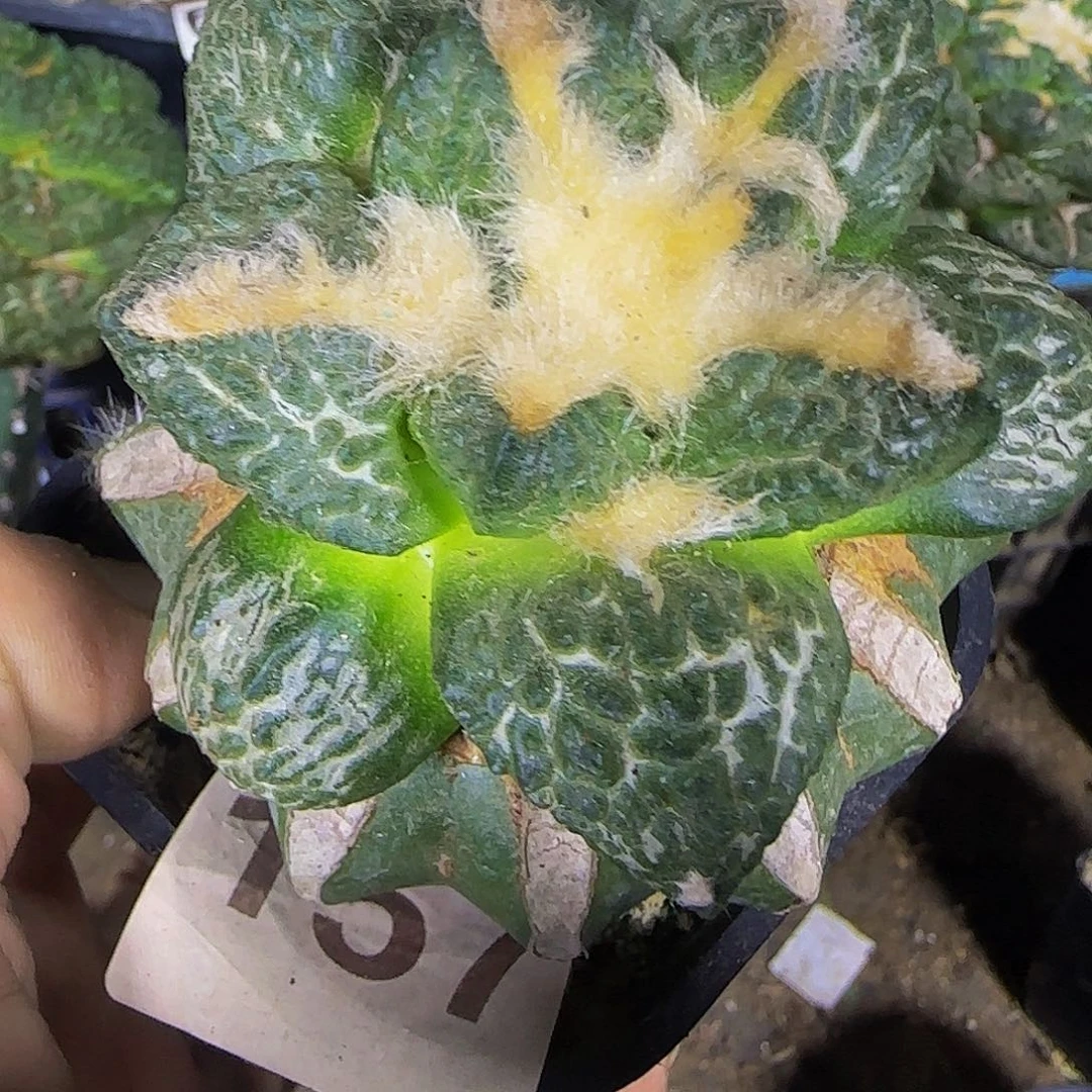龟甲157仙人球开花