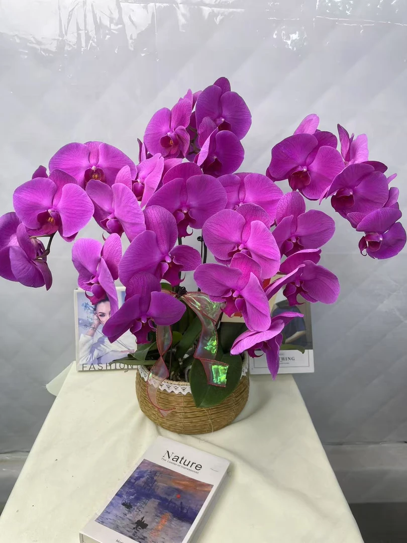 蝴蝶兰【鸿运】鲜花盆栽室内观赏花花佛山基地直发好养易活