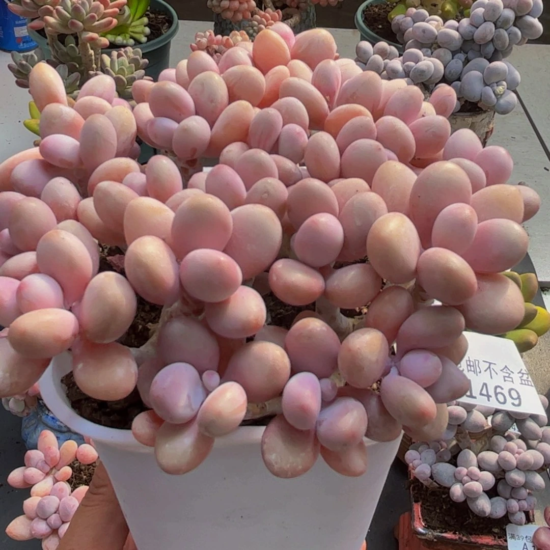 469糖果桃蛋12cm多肉植物