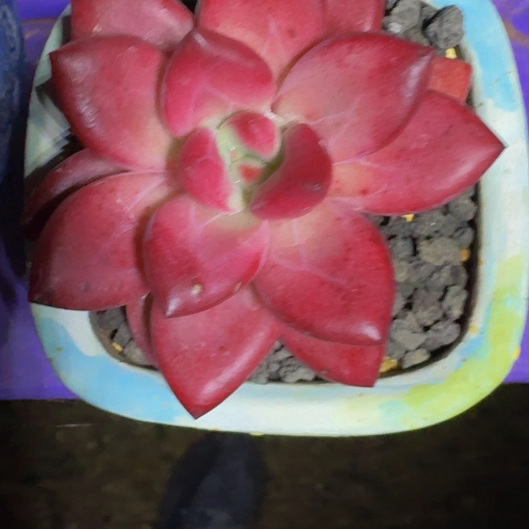 赫菲斯托 单头 一物一拍