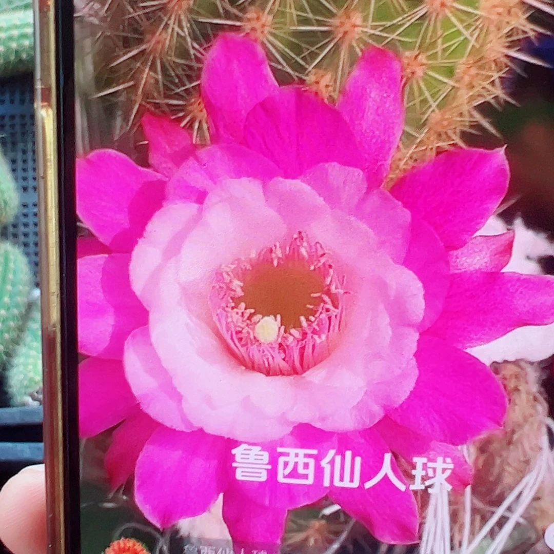 金妞 时光 侧芽 满20包邮
