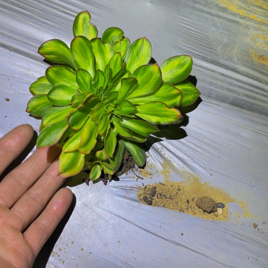 草***丁燕姿七彩缀多肉植物多肉