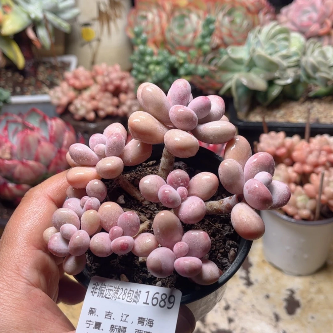 【闪购商品】1689桃蛋