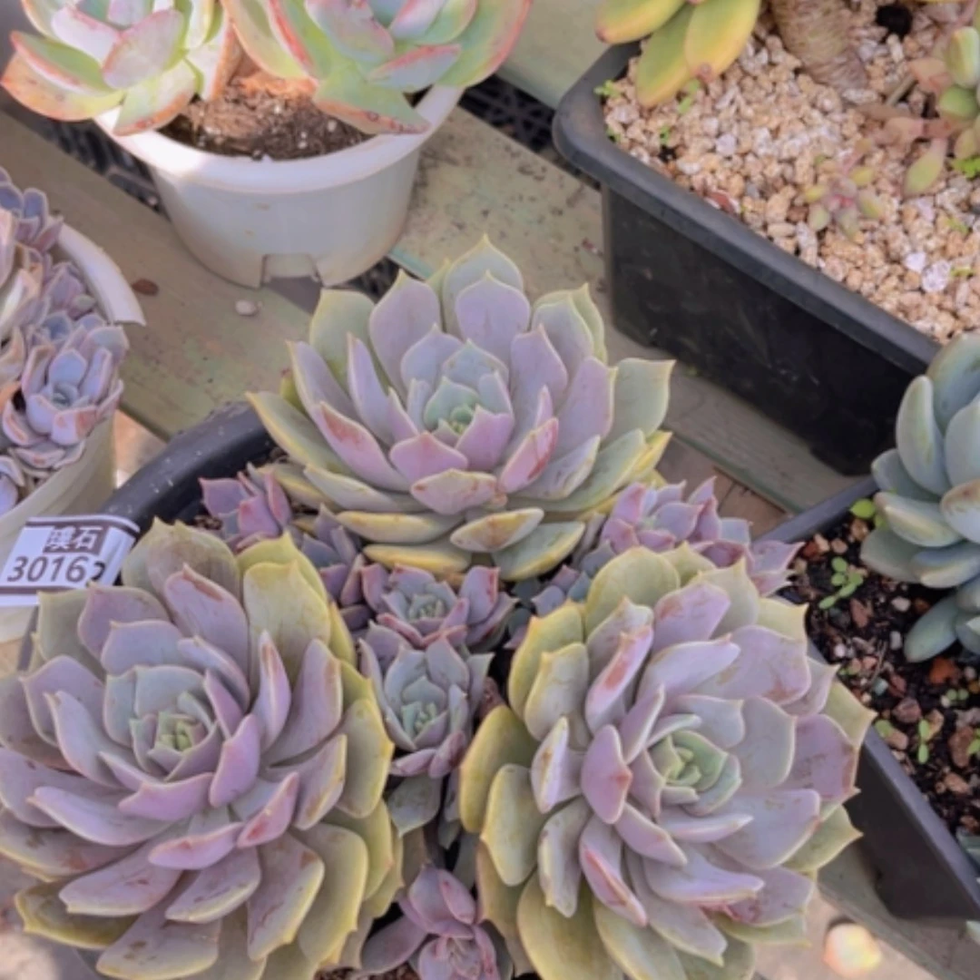 【闪购商品】紫姬30162