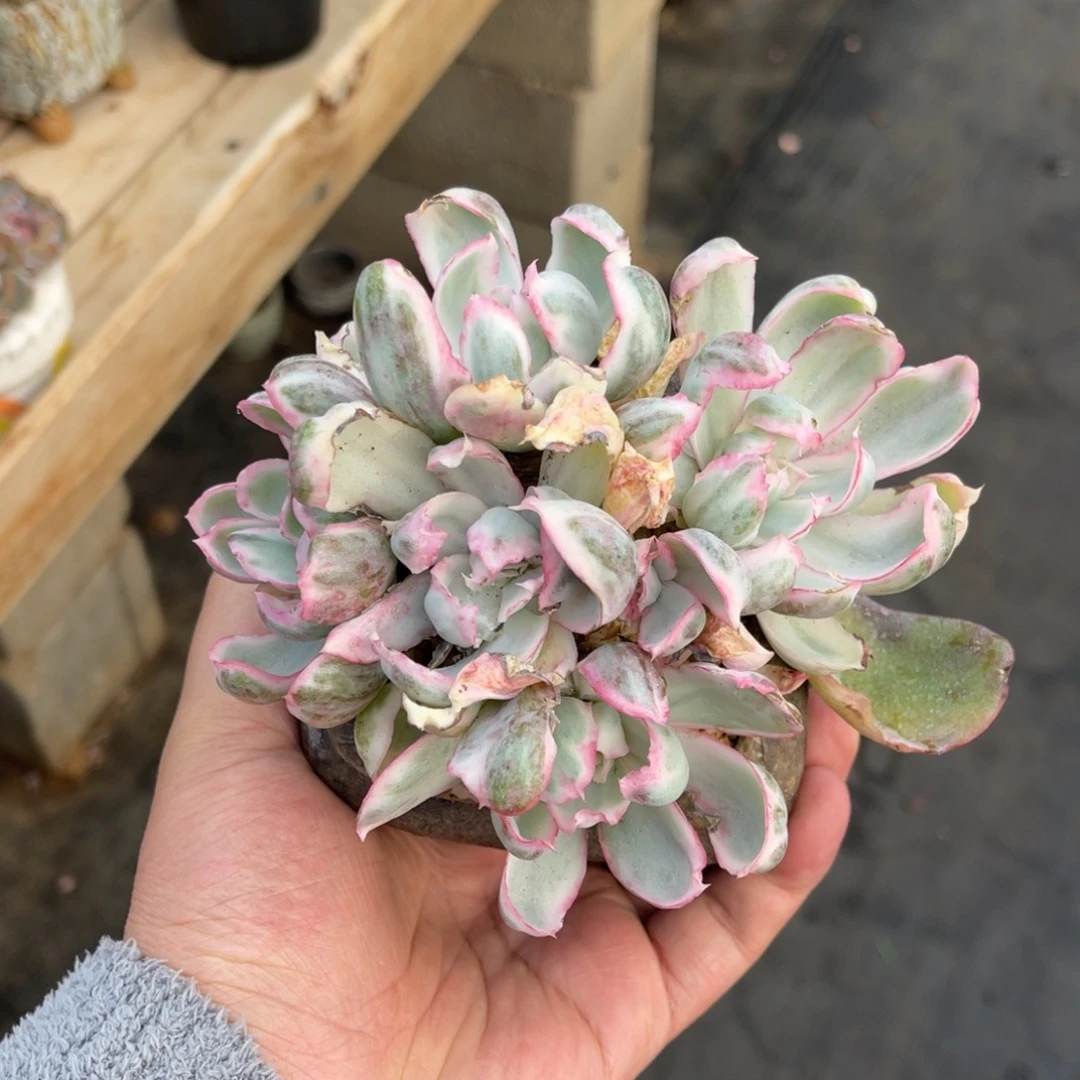 伯克利锦一物一拍不支持退换