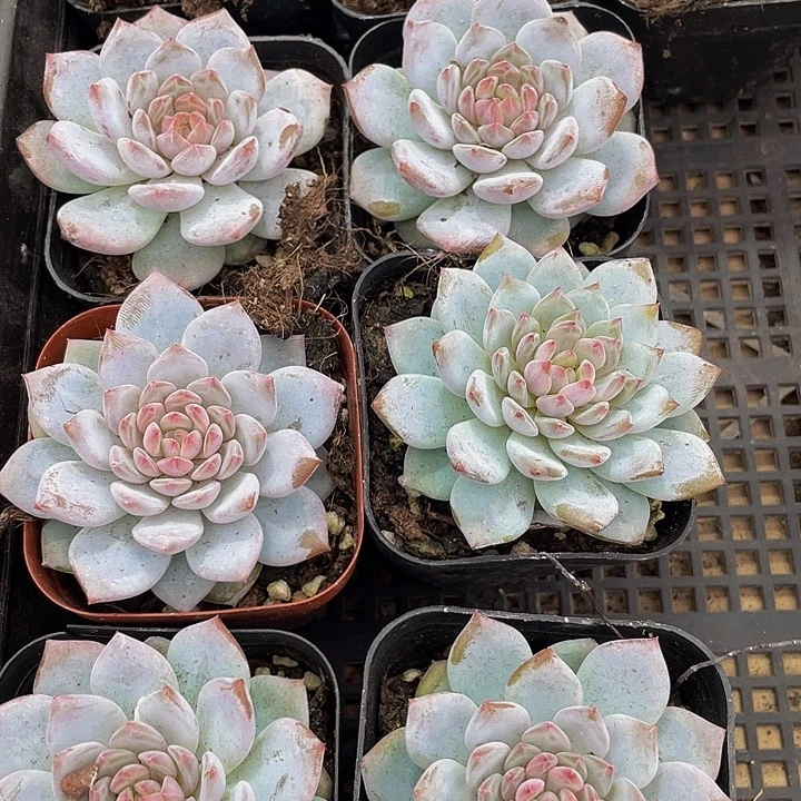 玉芙蓉带盆土发货