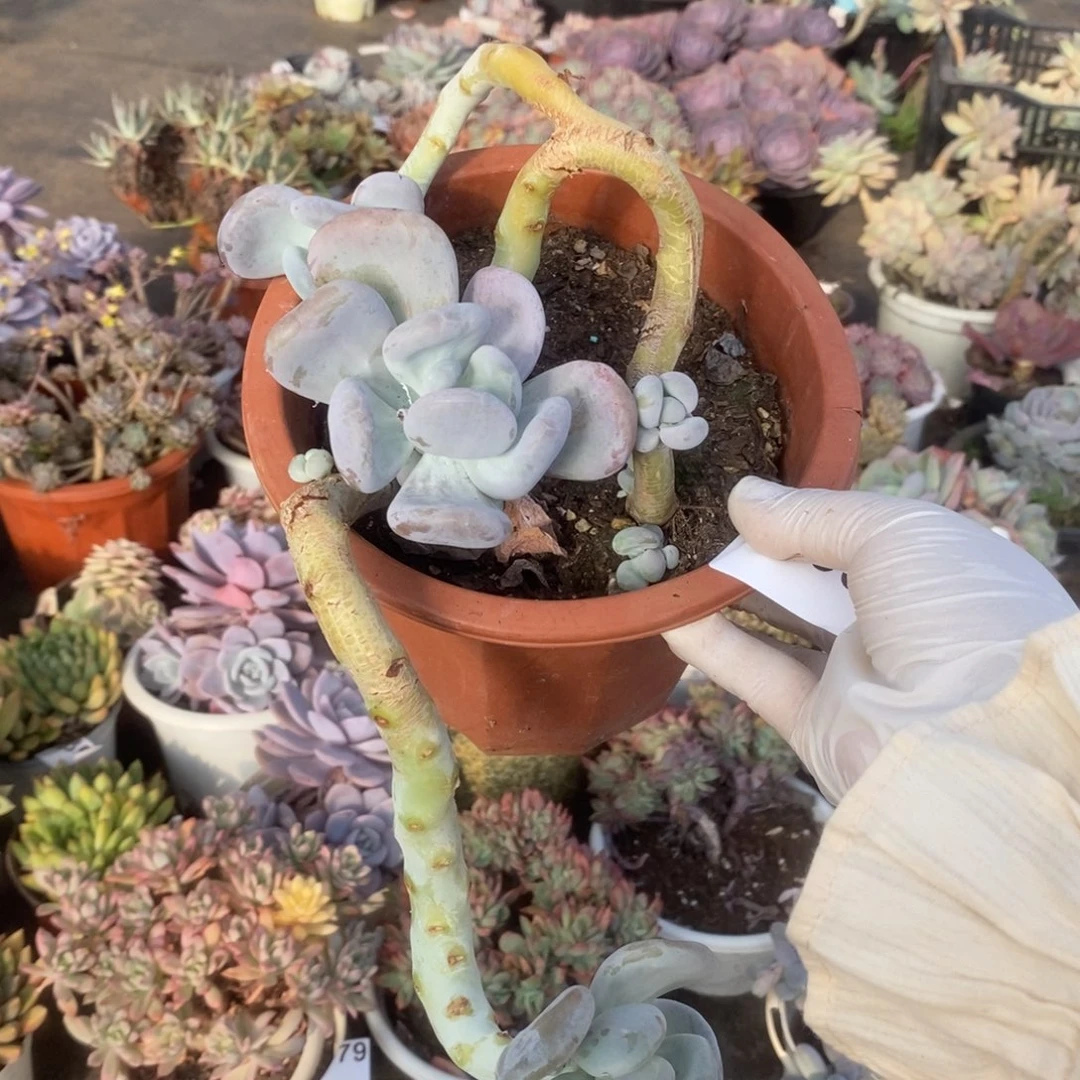 3199桃美人一物一拍