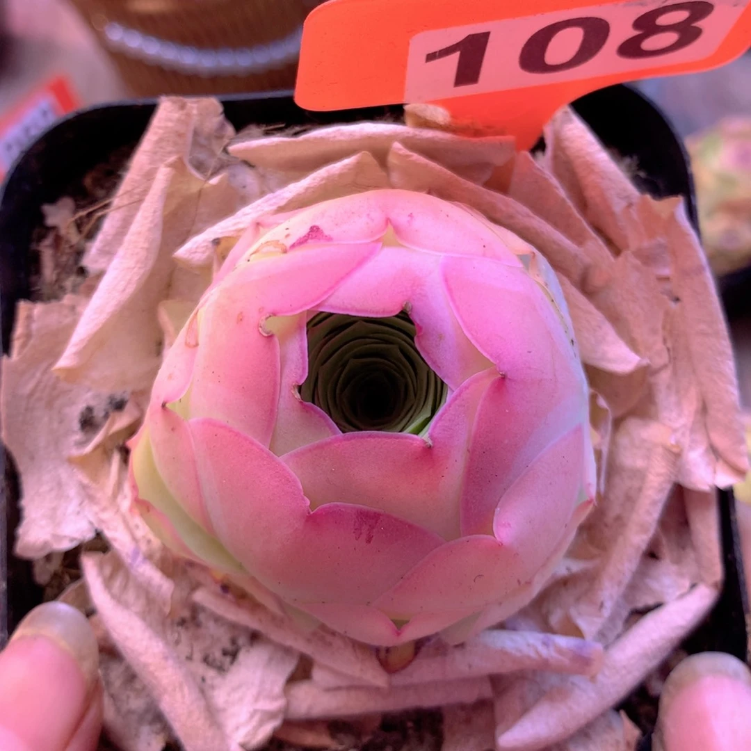 细一物一拍红尘108