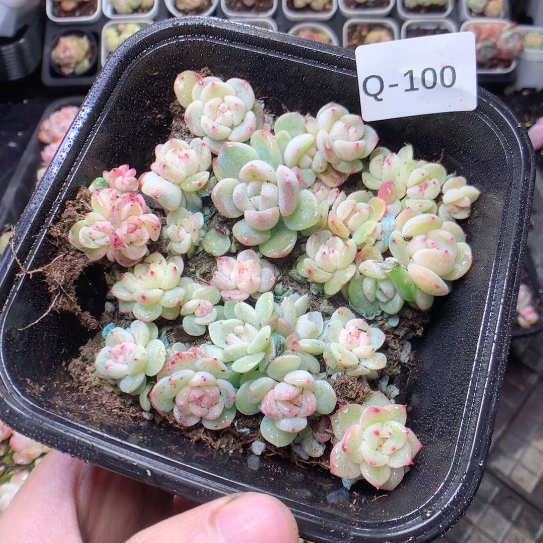 无花朵Q100 yyyyyyyy