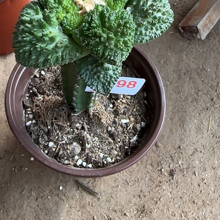 湉***甜无花朵哥斯拉牡丹498