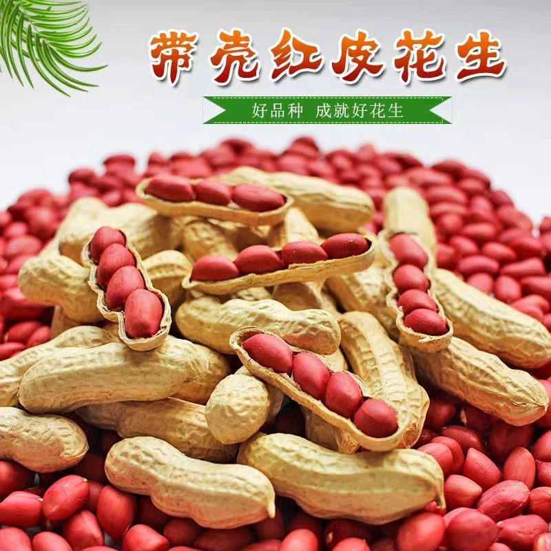 净重1斤】新货红皮花生晒干农家四粒红衣种子带壳新鲜营养厂家批发