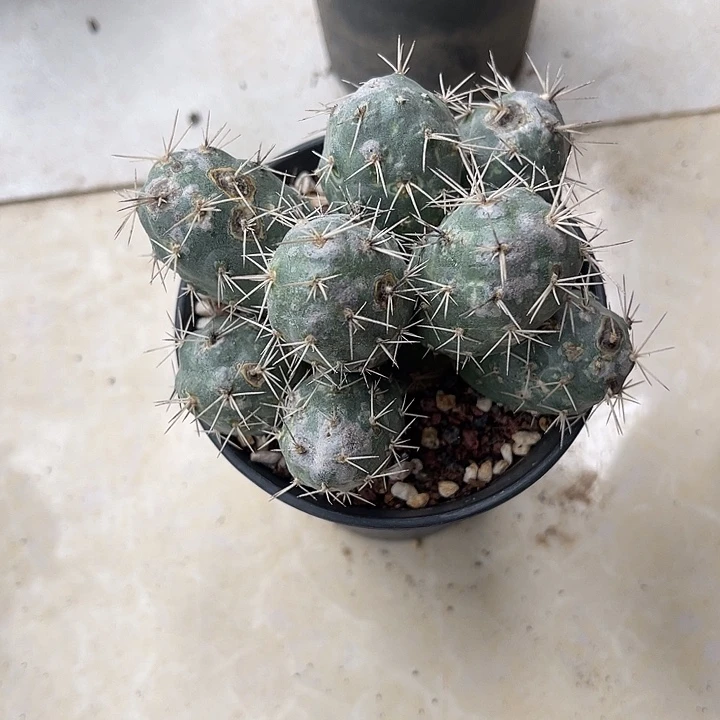 明暗城大群一物一拍下单包邮