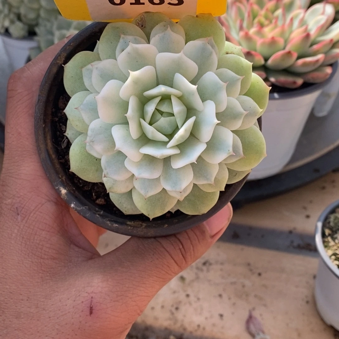 165静夜哈哈哈哈哈哈