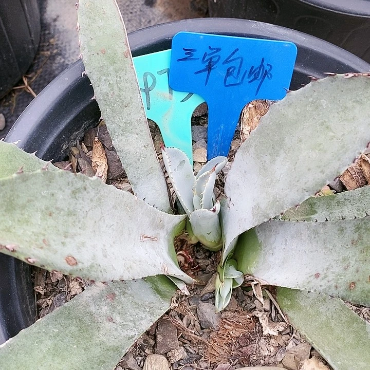 【闪购商品】无花朵龙舌兰圆叶虚空