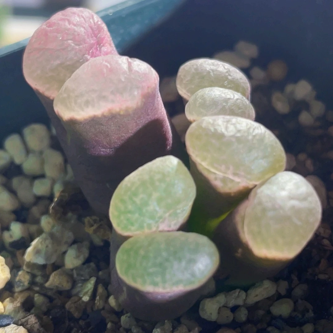 粉窗风铃植物一物一拍